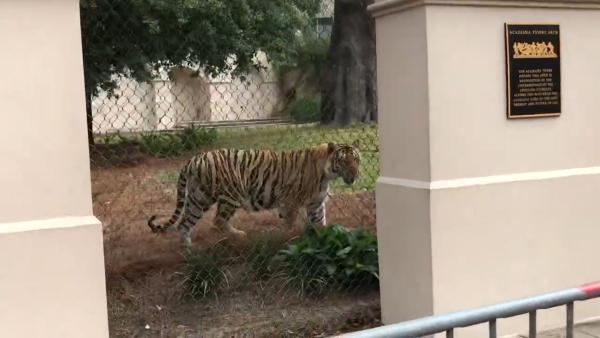 美国一大学加增护栏保护老虎：防被人传染