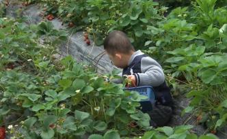 上海青浦草莓熟了，采摘正当时