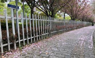 去看花瓣雨，上海首条樱花市级林荫道今起5天“落樱不扫”