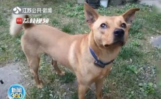 南京一男子残杀宠物犬视频被曝光：以犬诱犬捕杀小狗私下贩卖