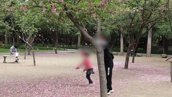 游客公园摇樱花树逗娃，市民：落的是素质