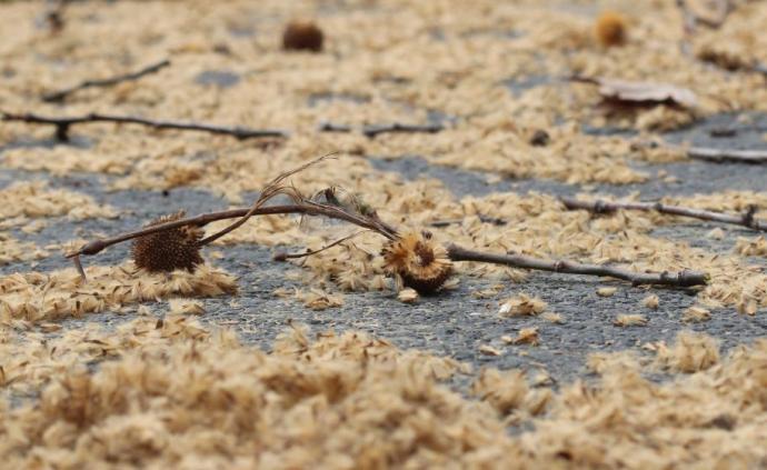 果毛飞絮飘落苦不堪言?上海制定全国首个悬铃木果毛防治规范