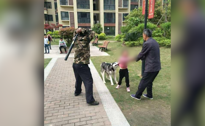 哈士奇咬女孩松口再遭棍打，物業：沒打錯