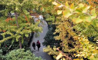 上海定下今年绿化目标：人均公园绿地面积达到8.5平方米