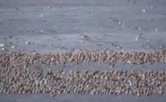 壮观！鸭绿江湿地迎来数十万候鸟大迁徙