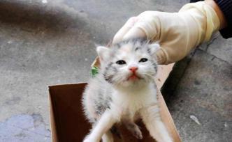 航空板传出喵喵声，疑似“偷渡”到上海的小猫被截获已隔离