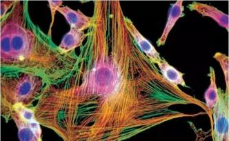 美國科研團隊：纖維母細胞重編程讓失明小鼠“重見光明”