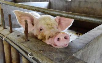 江苏沭阳县在外省违规调入生猪中排查出非洲猪瘟疫情