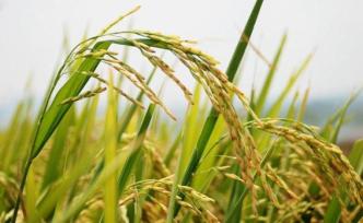 山东省农科院发布小麦玉米重大病虫害防控技术