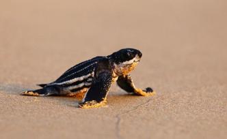 因疫情封锁海滩，泰国稀有海龟数量增长达到20年之最