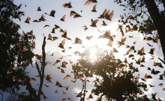 新研究：对动物源性疾病的监控应扩大到蝙蝠、啮齿动物之外