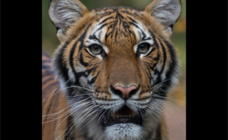 出现全球首例新冠确诊老虎的纽约动物园，又有7只狮虎被确诊