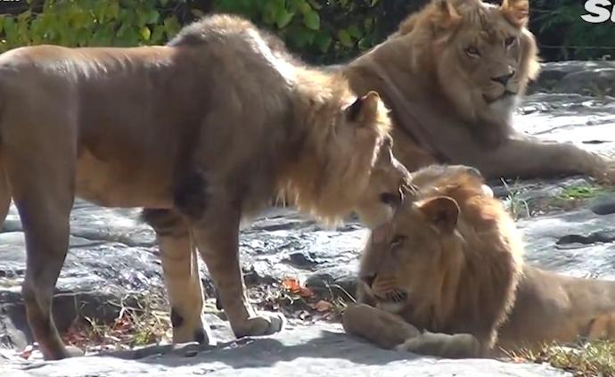 4虎3獅，紐約動物園七頭“大貓”再確診