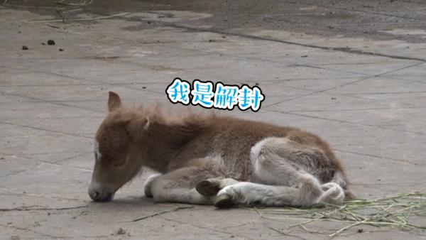 武汉动物园添丁：起名抗疫、解封、重启