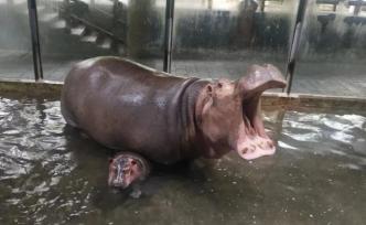 萌翻！上海動物園河馬寶寶誕生