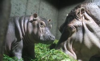 呆萌可愛！上海動物園河馬寶寶誕生