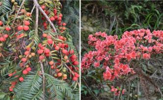 贵州黔东南州州树、州花正式确定：红豆杉、杜鹃花