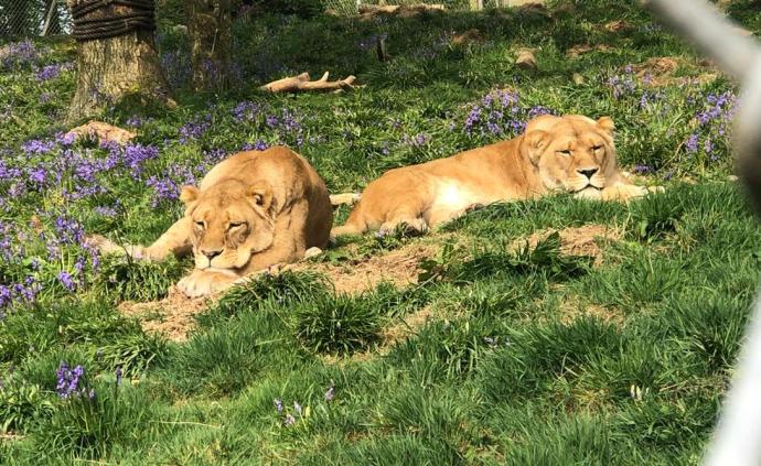 沒錢了!英國一動物園恐被迫關閉急求助