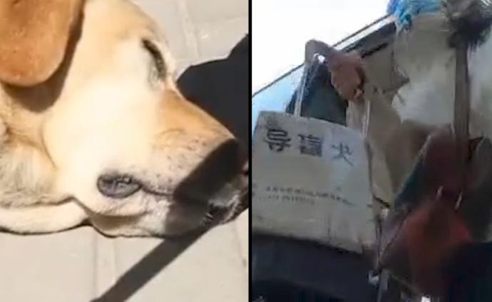 交警扮盲人带导盲犬坐公交被赶，狗狗哭了