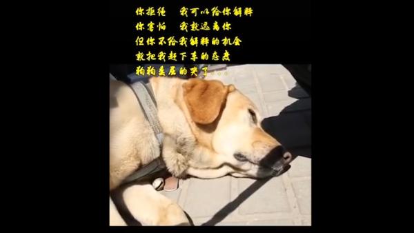 太原公交回应 交警扮盲人带导盲犬乘车被拒 扣罚司机工资 直击现场 澎湃新闻 The Paper