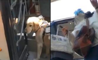 公交方回应“交警扮盲带导盲犬乘车被拒”