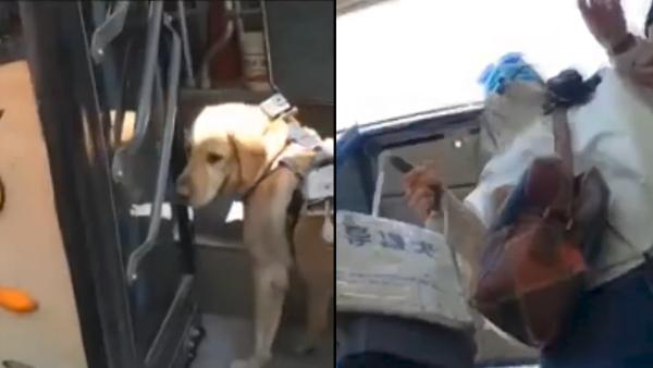 公交方回应“交警扮盲带导盲犬乘车被拒”
