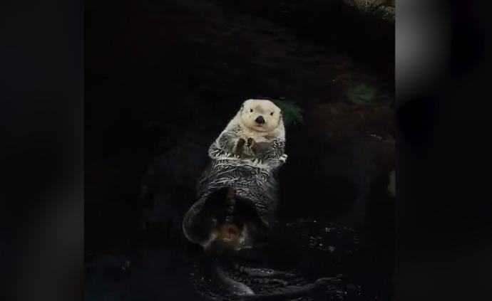 萌翻!快來看海洋館水瀨寶寶轉圈圈