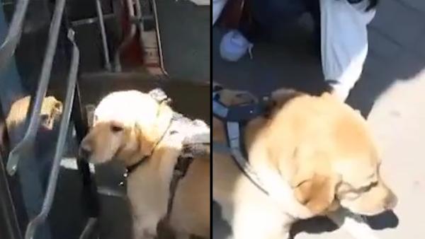 导盲犬坐公交被骂哭，主人说几乎每天被赶