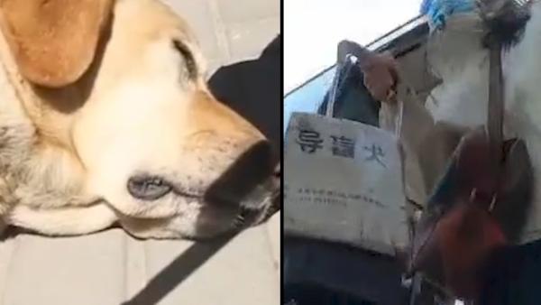 狗哭是什么声音视频 942.jpg