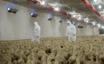 匈牙利南部暴发H5N8型禽流感疫情，350万只家禽被扑杀