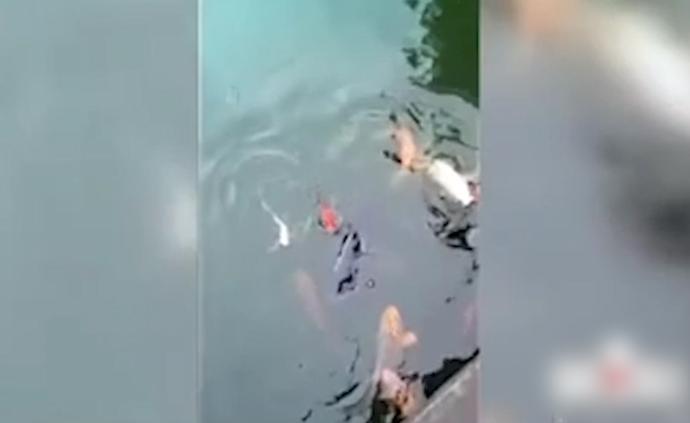 重慶明星魚“莽子”被吃,四人已行拘