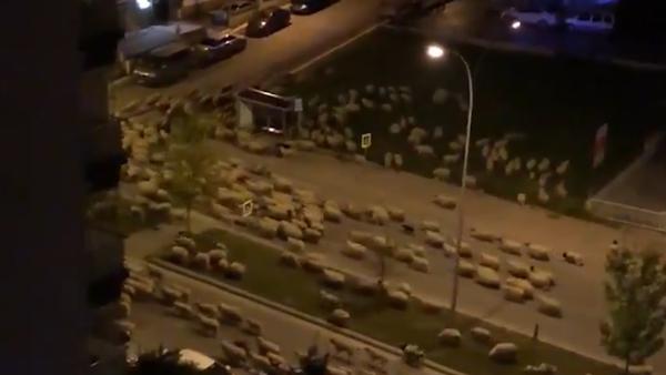 土耳其羊群进城，街头撒欢奔跑不忘吃草