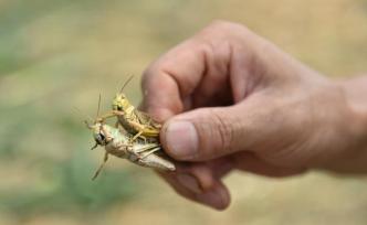 “禁野令”下蚂蚱能吃吗？专家：害虫能否食用需等官方出细则