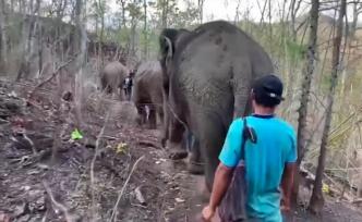 泰国旅游业受挫：大象徒步150公里返乡
