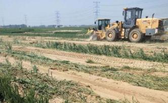 河北大名120亩麦子被推平，村支书称土地归集体，会分红