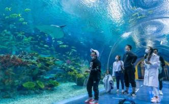 上海海昌海洋公园室内场馆今起开放，游客实名制购票预约入园