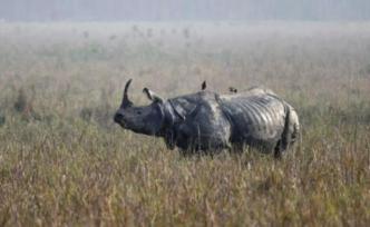 新冠疫情中盗猎增加：印度独角犀牛遭猎杀，犀牛角消失