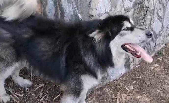 阿拉斯加犬竄上高速，引發(fā)6車連連撞