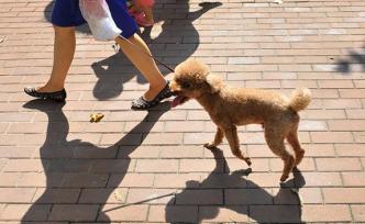 不文明养犬将被纳入征信，昆明主城5区36个街道禁养烈性犬