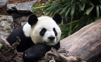 因疫情无法运送新鲜竹子，加拿大要提前两年送还中国大熊猫