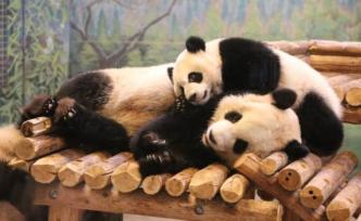 吃不到新鲜竹子，旅加大熊猫将提前回家