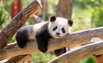 国际疫情｜鲜竹不愁！旅德大熊猫宝宝体重达19公斤