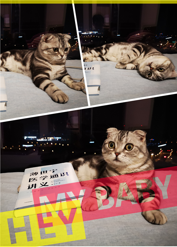 湃书单|澎湃编辑们在读的16本书(其实我们是来晒猫的)