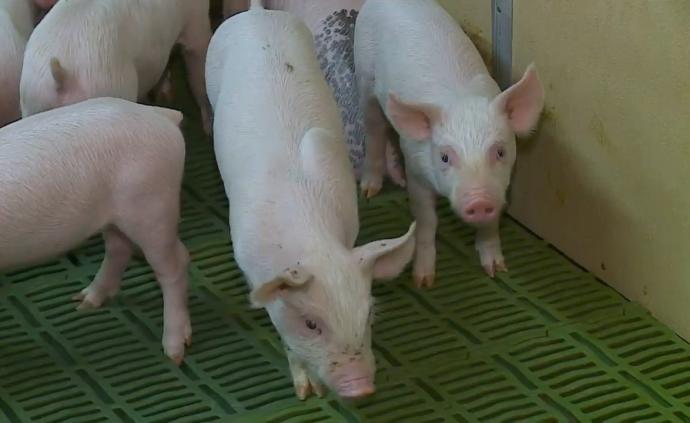 肉廠疫期關閉，全美千萬頭豬恐將安樂死