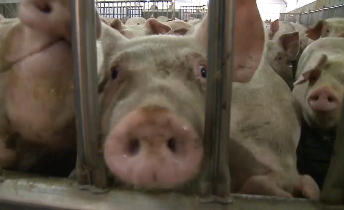 肉廠關閉連鎖反應:美千萬生豬恐將安樂死