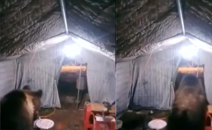 現(xiàn)實版“熊出沒”！棕熊闖帳篷偷走高壓鍋