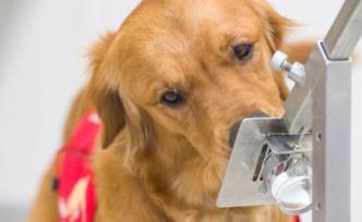 英国训练新冠检测犬：1小时或可检250人