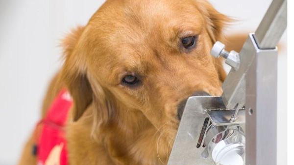 英国训练新冠检测犬：1小时或可检250人