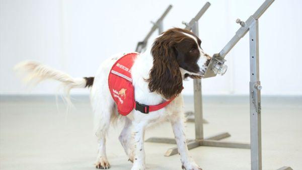英国集训新冠嗅探犬，每小时可检250人