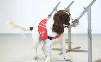 英国集训新冠嗅探犬，每小时可检250人